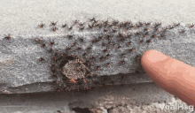 Move Push GIF - Move Push Ants GIFs