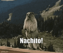 a ground squirrel standing on its hind legs with the words nachito written on the bottom