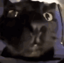 Spunchbob Cat GIF - Spunchbob Cat Cat Nose GIFs