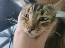 Cat Billy GIF