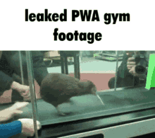 Pwa Pixel Wolf Animation GIF