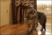 Kitten Scared GIF - Kitten Scared Startled GIFs
