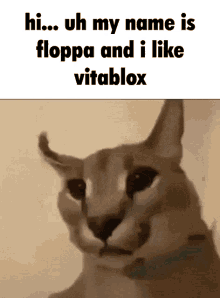 scott from vitablox floppa floppa love vitablox flox