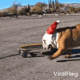 Skateboarding English Bulldog GIF - Skateboarding English Bulldog Viralhog GIFs