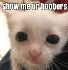 a close up of a white cat with the words `` show me ur boobs '' written on it .