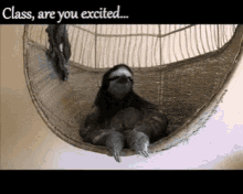Sloth Exam GIF
