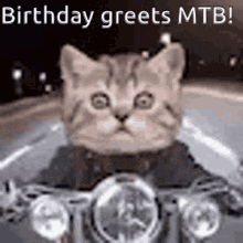 Mtb2019 Cat GIF - Mtb2019 Cat Ride GIFs