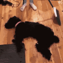 dog sweep hair shocked scared