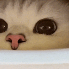 a close up of a cat 's face with its tongue sticking out .