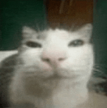 a close up of a white cat 's face with a green background .