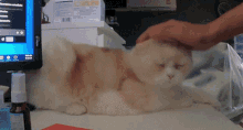Beaglefatcat Funny Animals GIF - Beaglefatcat Cat Funny Animals GIFs