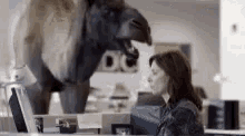 Camel Office GIF - Camel Office GIFs