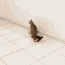 Cat Sitting GIF - Cat Sitting Cant Breathe GIFs
