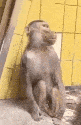 a monkey is sitting on a rock in a room .