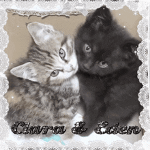 a picture of two cats with the name clara and eden