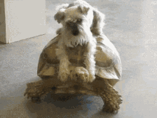 Turtle Dog GIF - Turtle Dog Schnauzer GIFs