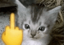 a kitten is giving the middle finger with a yellow emoji .