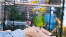 Curious Interested GIF - Curious Interested Bird GIFs