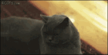 Cat Grey Cat GIF - Cat Grey Cat Suspicious GIFs