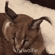 hi hello hi wolfie hello wolfie floppa