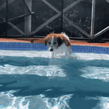 Puppy Dog GIF - Puppy Dog Swim GIFs