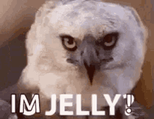 U Jelly Eagle GIF - U Jelly Eagle Jelly GIFs