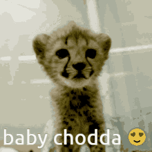 Chodda Baby Cheetah GIF - Chodda Baby Cheetah Baby Chodda GIFs