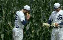 Dylan Cease Corn GIF