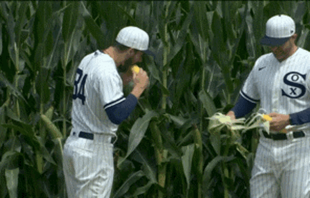 Dylan Cease Corn GIF - Dylan Cease Corn - Discover & Share GIFs