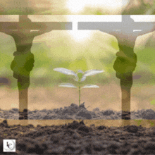 two crosses with a small plant growing out of the ground between them