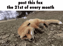 a picture of a fox laying in the grass with the caption post this fox the 21st of every month .
