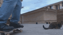 Cats Skateboard GIF - Cats Skateboard Cute GIFs