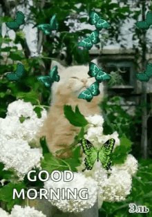 Good Morning Cat GIF - Good Morning Cat Butterflies GIFs
