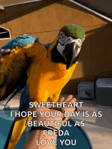 Parrot Macaw GIF - Parrot Macaw Blue And Gold GIFs