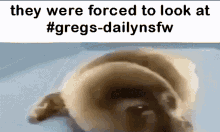 They Were Forced To Look At Gregs Daily Nsfw Seal GIF - They Were Forced To Look At Gregs Daily Nsfw Seal GIFs