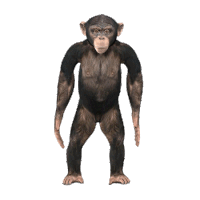 a chimpanzee is standing on a white background with its arms outstretched