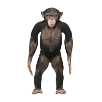 a chimpanzee is standing on a white background with its arms outstretched