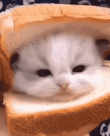 Cat Bread GIF - Cat Bread Sandwich GIFs