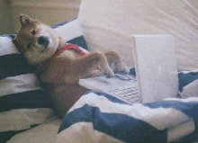 Dog Typing GIF - Dog Typing Typing Fast GIFs