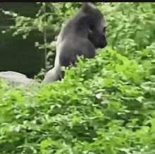 Gorilla Backing Up GIF - Gorilla Backing Up Walking Backwards GIFs