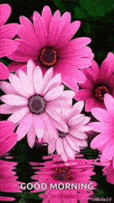 Pink Flowers On Water Flower GIF - Pink Flowers On Water Flower Daisy GIFs