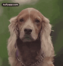 Dog Love.Gif GIF - Dog Love Julie Cover Music Cover Video GIFs