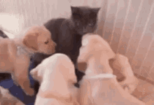 Cat Puppies GIF