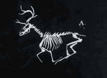 Deer Run GIF - Deer Run Skeleton GIFs