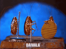 Daivala Kabakum GIF - Daivala Kabakum GIFs