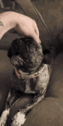 Scratching Yawning GIF - Scratching Yawning Dog GIFs