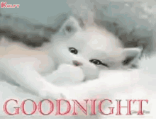 Goodnight Sweet Dreams GIF - Goodnight Sweet Dreams Cute Cat GIFs