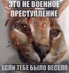 a picture of a cat with a foreign language caption