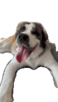 Dog Smile Sticker - Dog Smile Stickers
