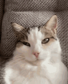 a white and brown cat is laying on a couch looking at the camera .